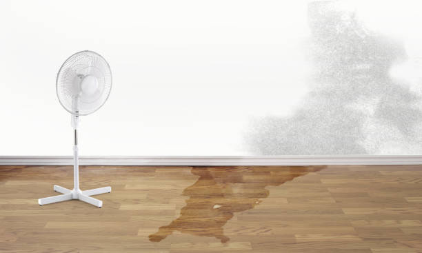 Best Professional water damage repair  in Independence, MO